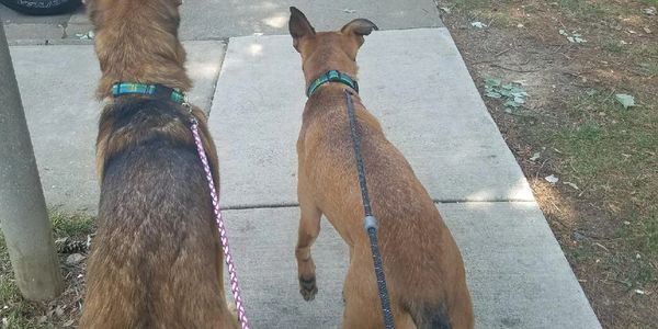 Two dogs on leashes walking on a sidewalk.