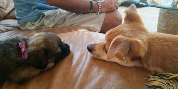 Two dogs facing each other on a couch.