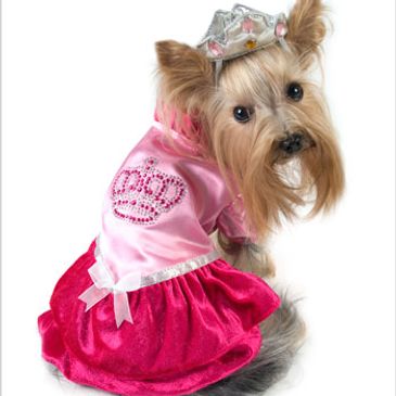Small dog dressed in a pink princess outfit with a tiara.