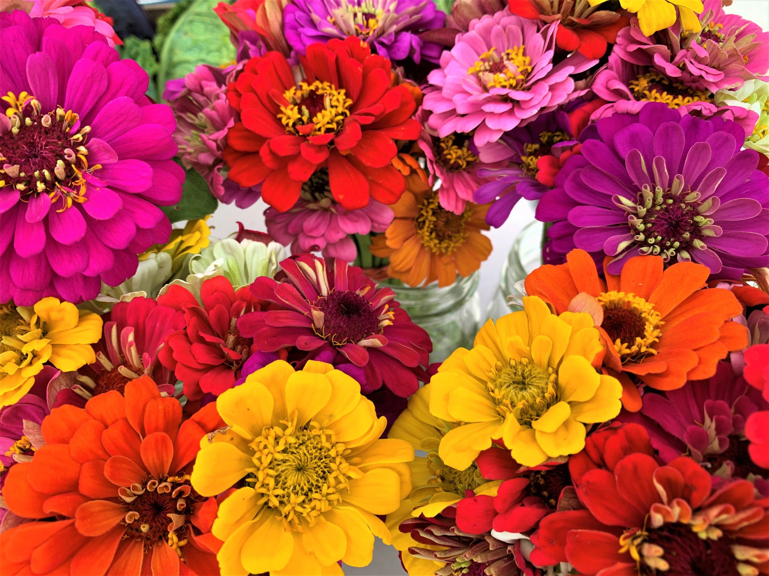Kingston Springs Farmers and Artisans Market