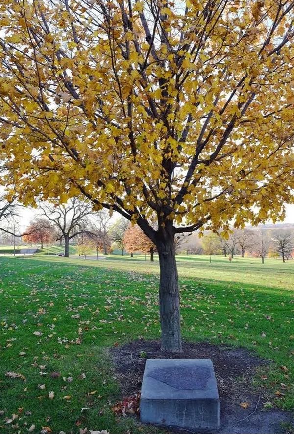 Dan Cooper memorial tree