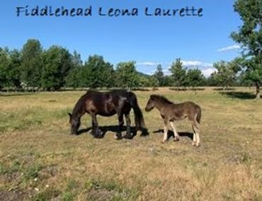 Dales pony filly Fiddlehead Leona Laurette