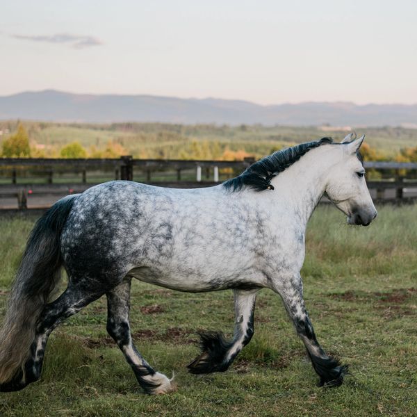 Sold July 2025
7 year old mare
