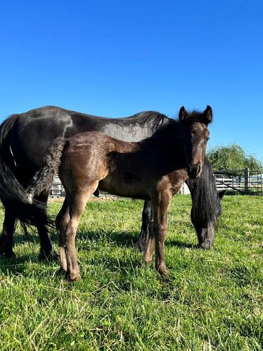 Native ponies 