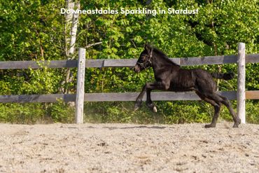 Dales pony filly Downeastdales sparkling in stardust

