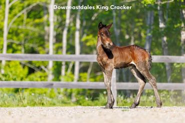 Dales Pony colt Downeastdales King Cracker