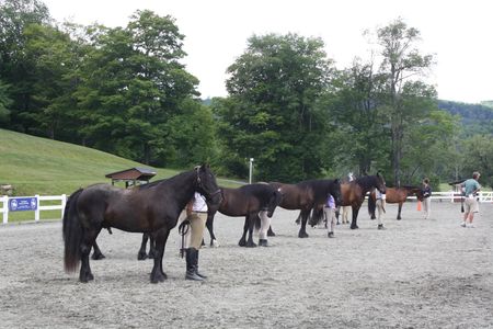 Dales pony in-hand class. 