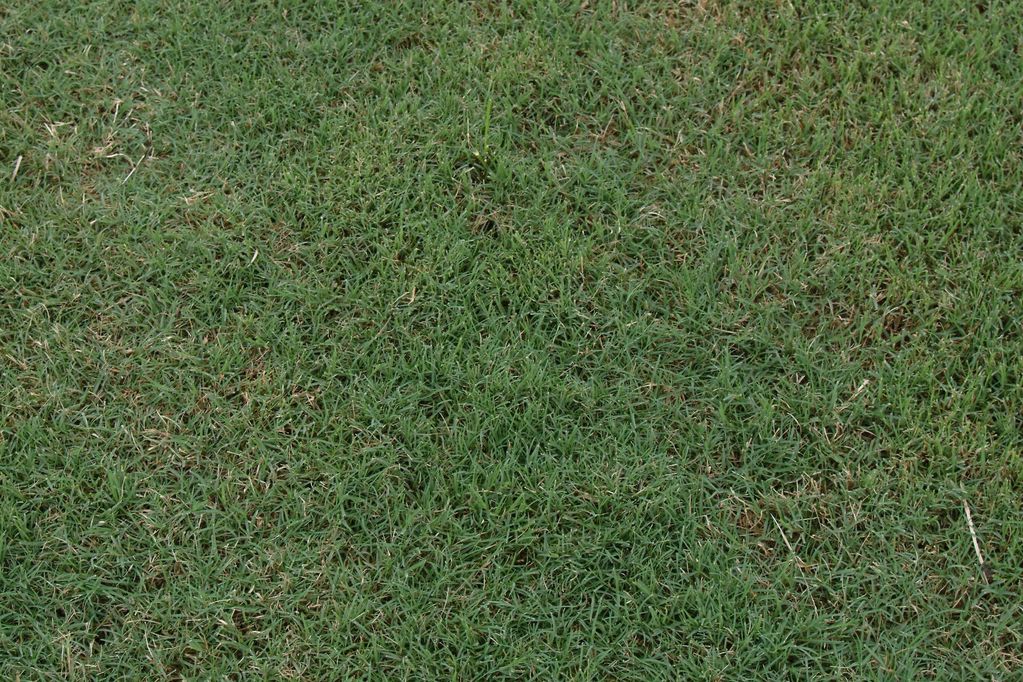 bermuda sod