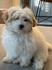 Olive Puppy