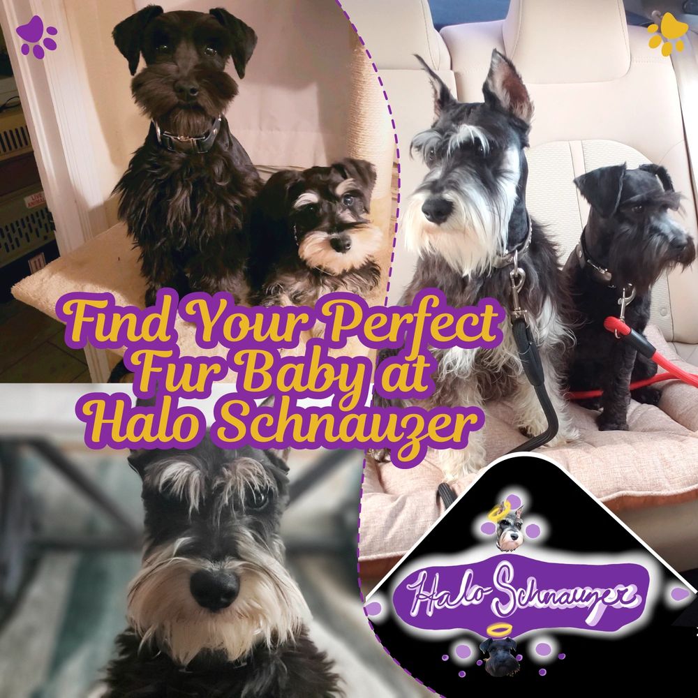 Schnauzer Puppies: Everything You Need to Know