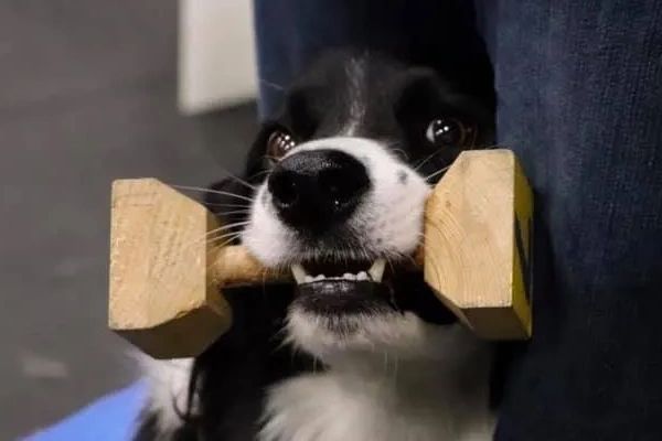 A dog holding a wooden dumbbell in its mouth.