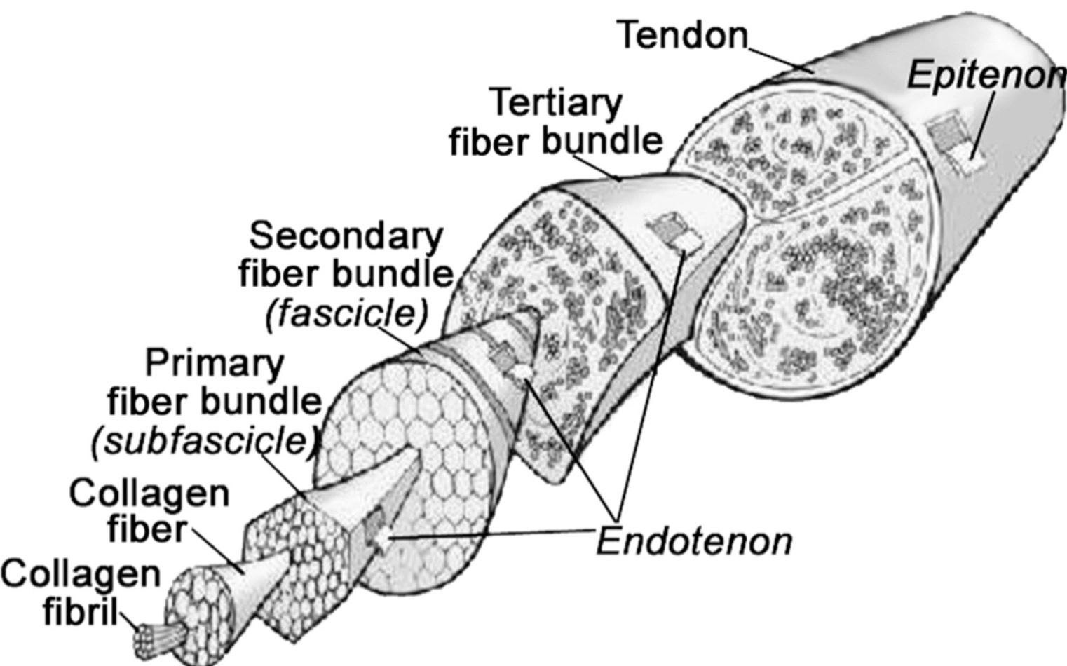 Tendon Without Label The function and structure of a tendon
