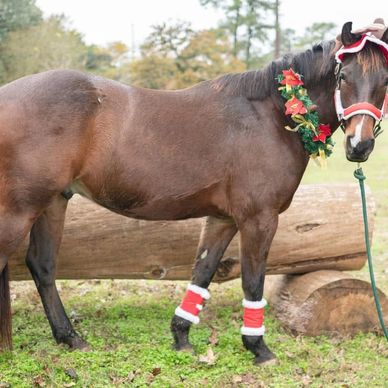 A brown horse dressed in Christmas-themed accessories stands outdoors.