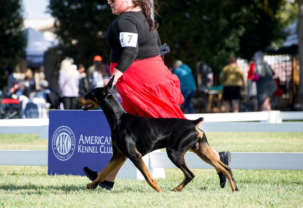 Gianni is working on getting his AKC Championship. He only needs 3 points!