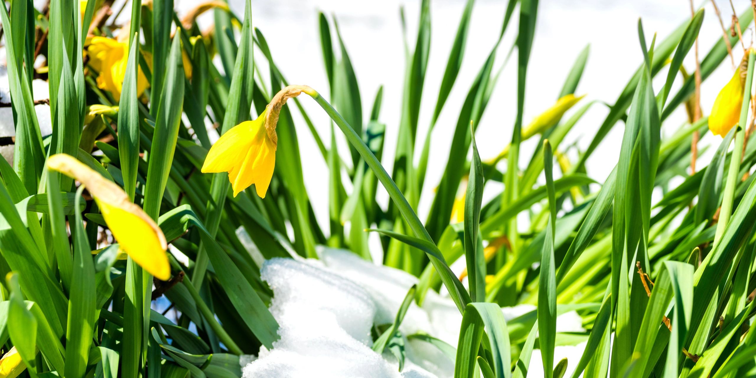 Spring equinox greetings