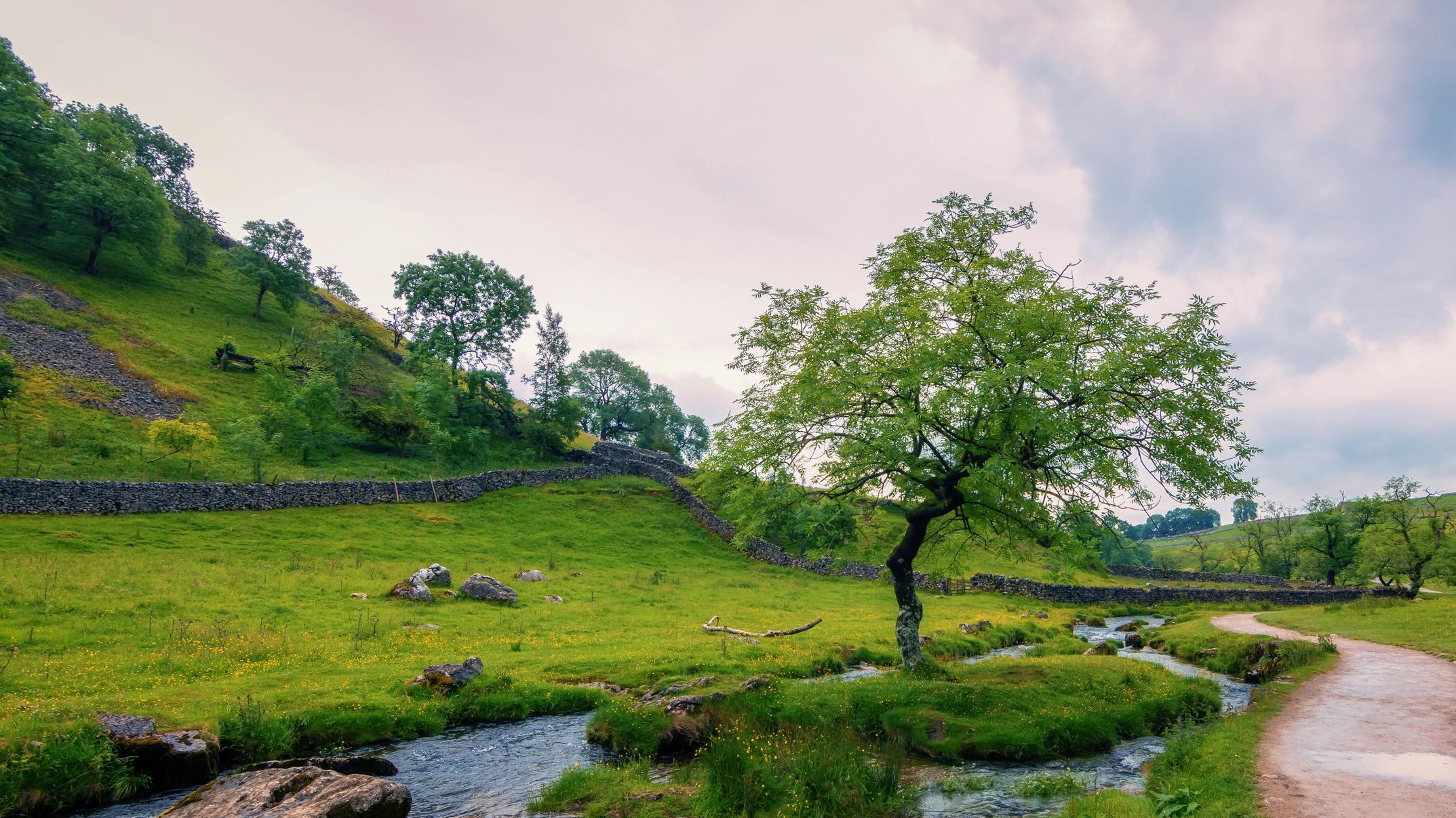 Calm tree by a stream. Start your Tai Chi journey here.