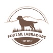 Foxtail Labradors