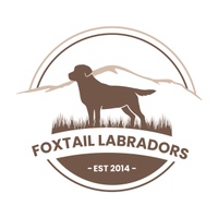 Foxtail Labradors