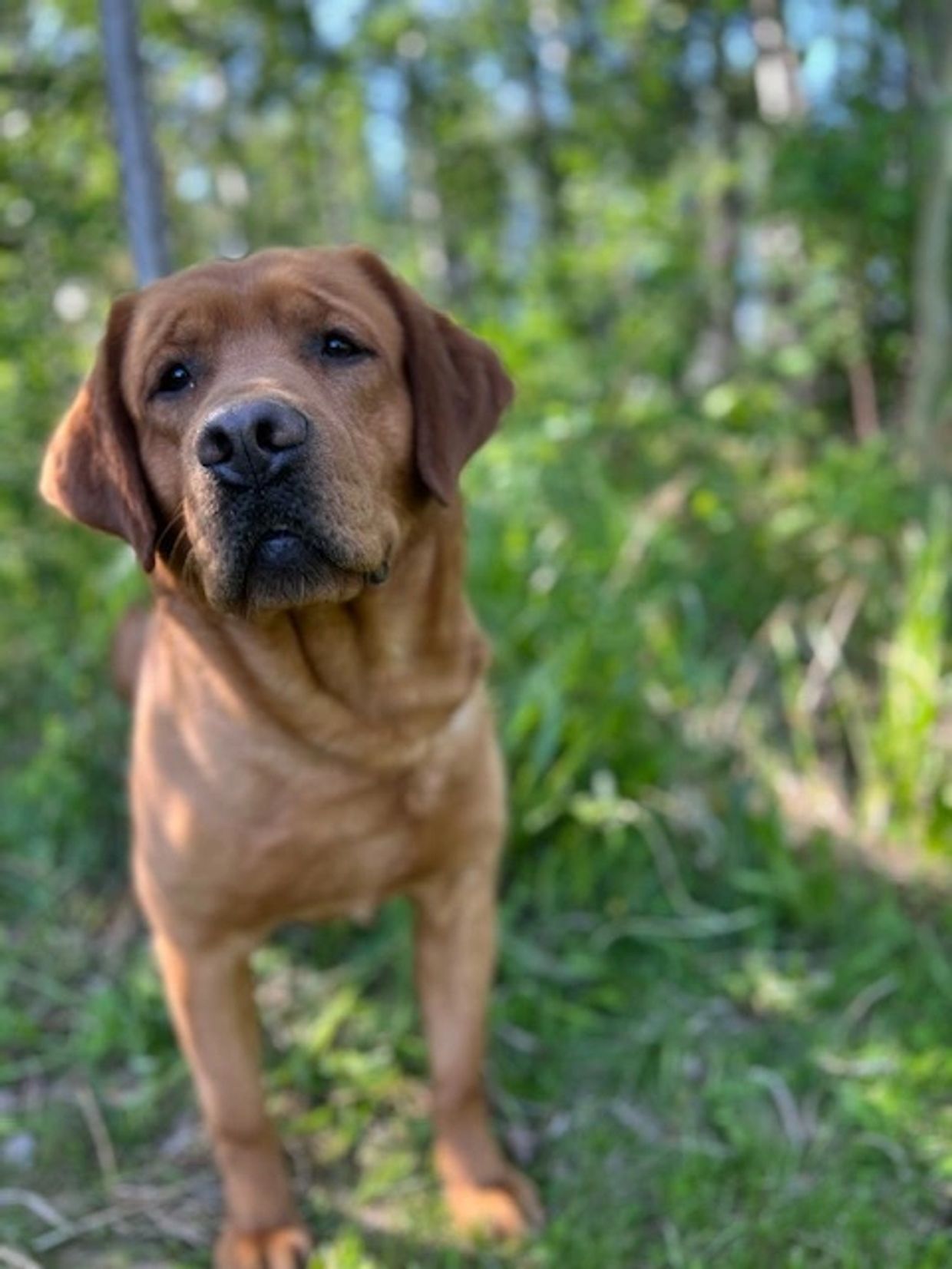 Griffin Foxtail Labradors