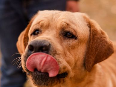 check out our litter page for up and coming litters