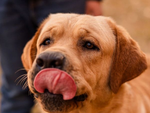 check out our litter page for up and coming litters