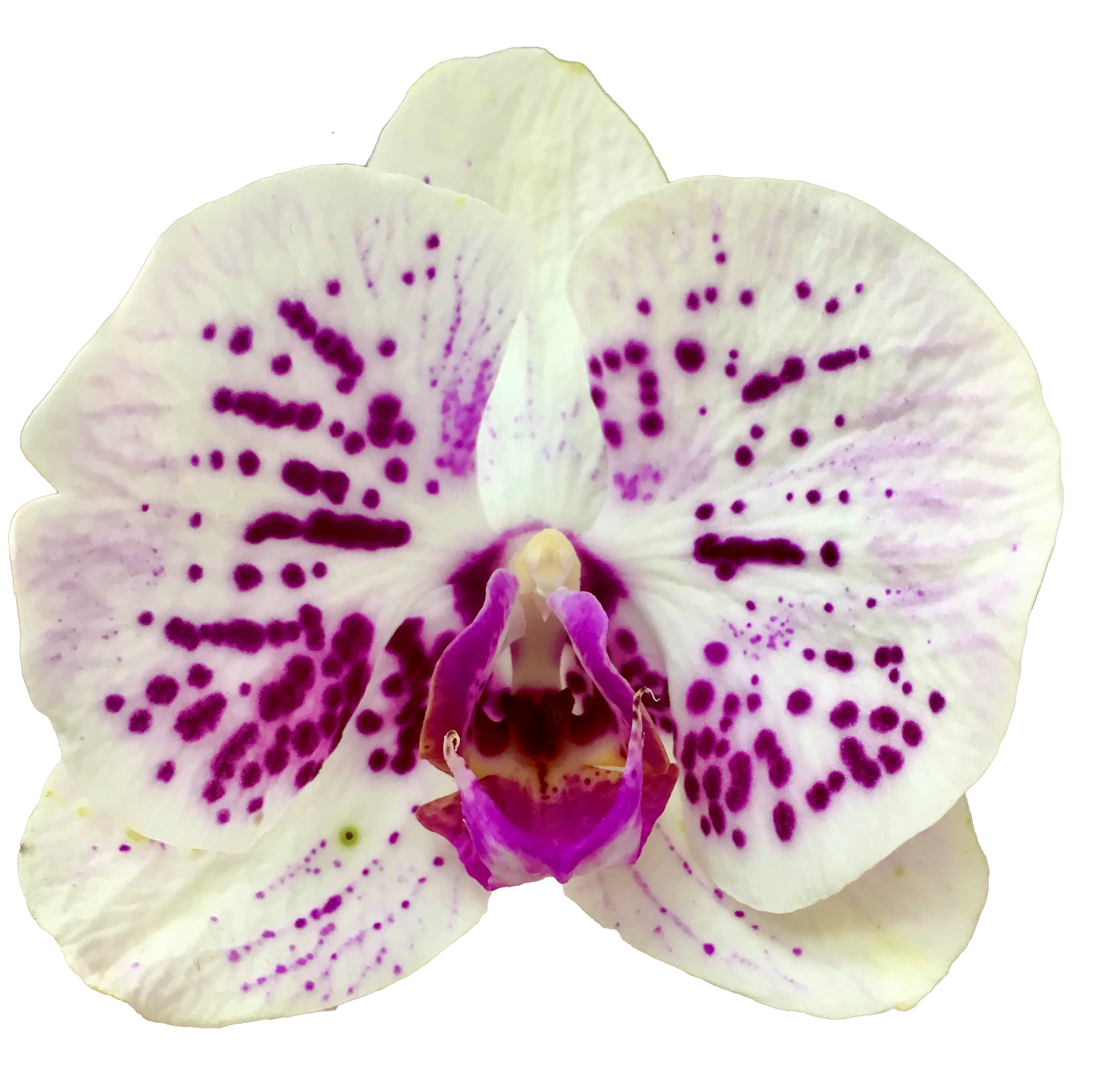 A white orchid flower with dark purple speckles