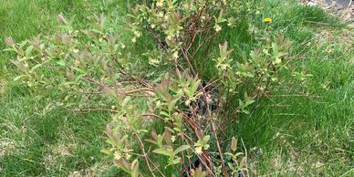 Fourth Year transplant with flowers