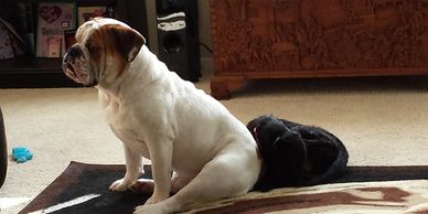 A bulldog sitting on a carpet with a black stuffed toy behind it.