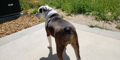 English Bulldog standing on a concrete patio, looking away.