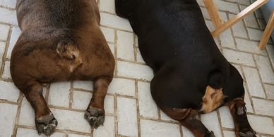 Two dogs lying on a tiled floor, viewed from behind.