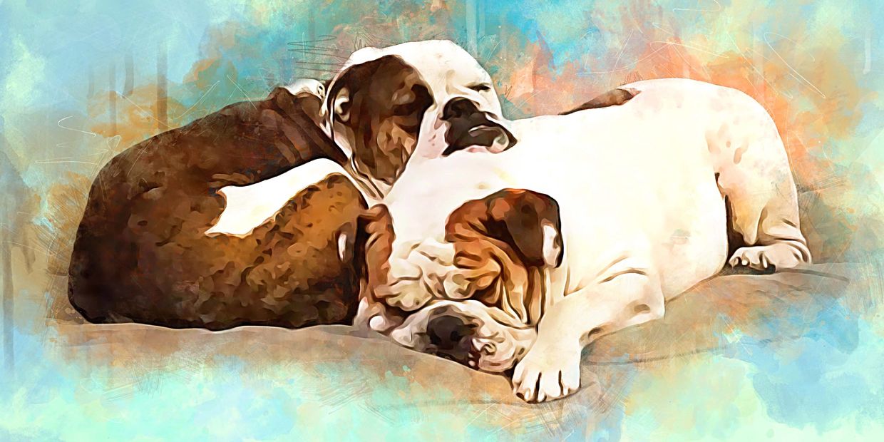 Two bulldogs sleeping peacefully, cuddled together in a cozy embrace.