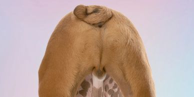 Rear view of a dog with a curled tail against a gradient background.