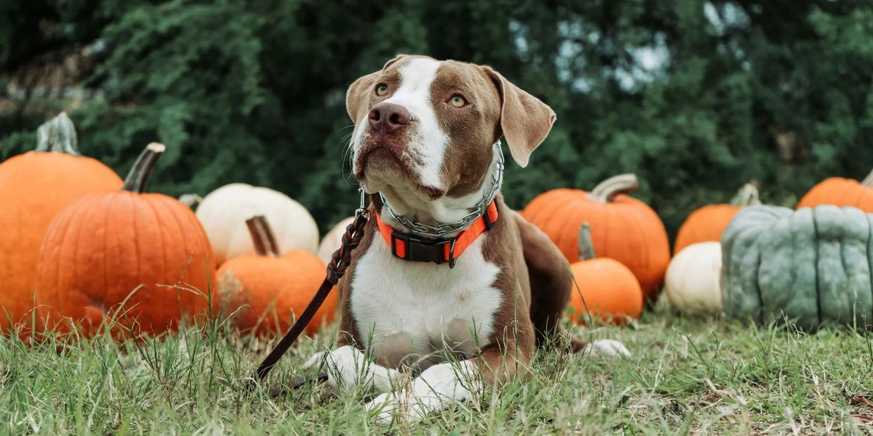 Roadhog a pitbull dog laying in front of a variety of pumpkins