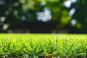 Close-up of vibrant green grass with blurred trees in the background.