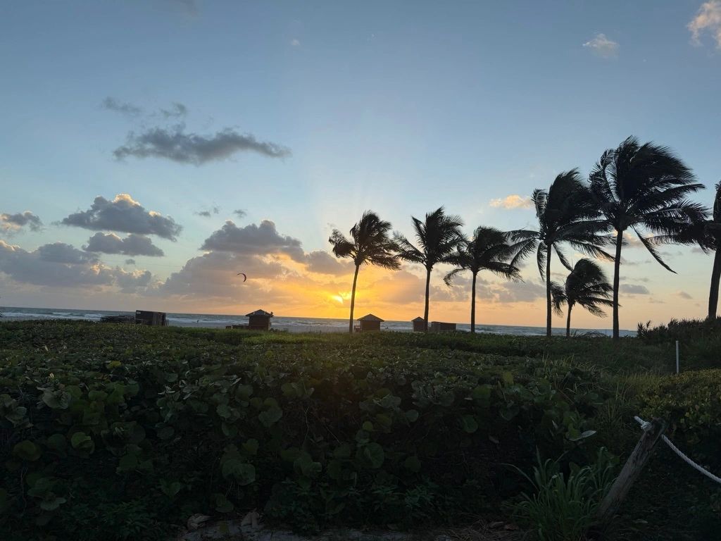Ocean and palm trees at sunset