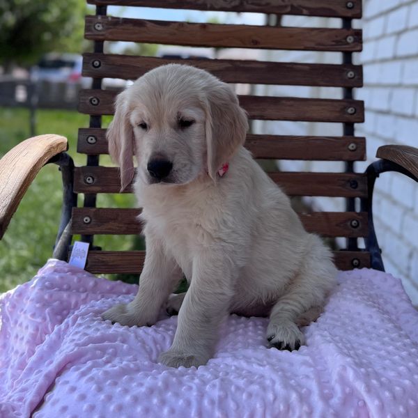 Golden retriever puppy sitting on a pink blanket on a wooden chair.