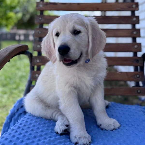 A fluffy golden retriever puppy sitting on a blue textured blanket outdoors.