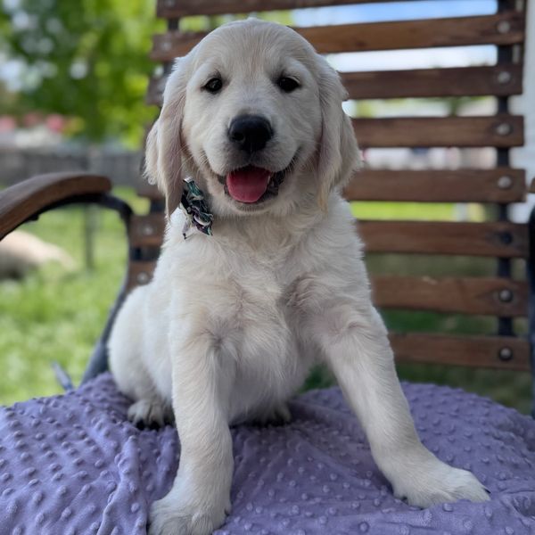 Happy golden retriever puppy sitting on a chair with a purple blanket.