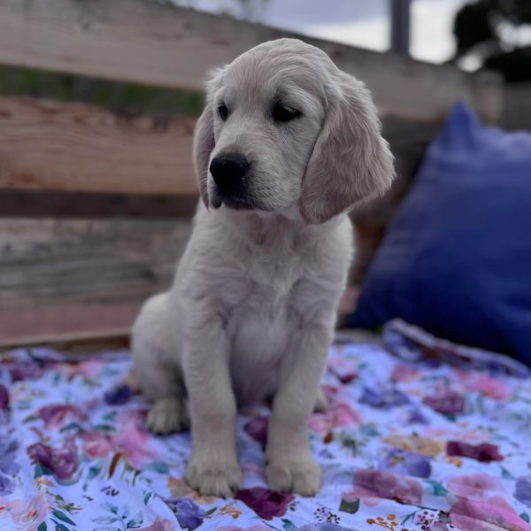 A cute white puppy sitting on a floral blanket with a blue cushion nearby.