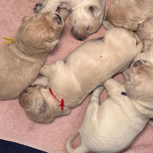 Six newborn puppies sleeping closely together on a pink towel.