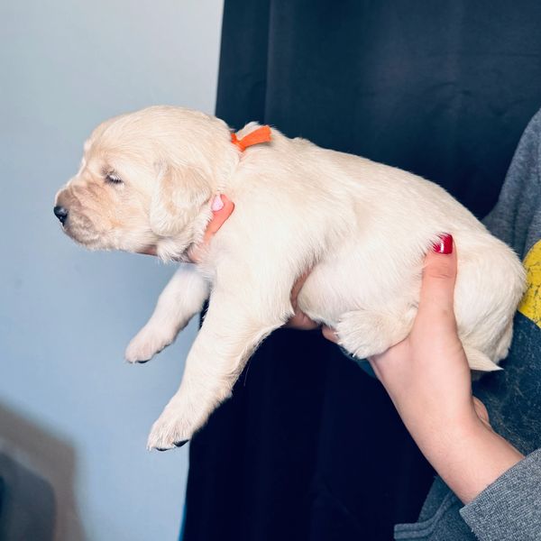 A person holding a newborn golden retriever puppy indoors.