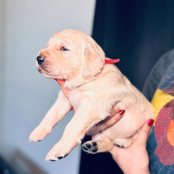 A person holds a sleepy golden retriever puppy with a red collar.