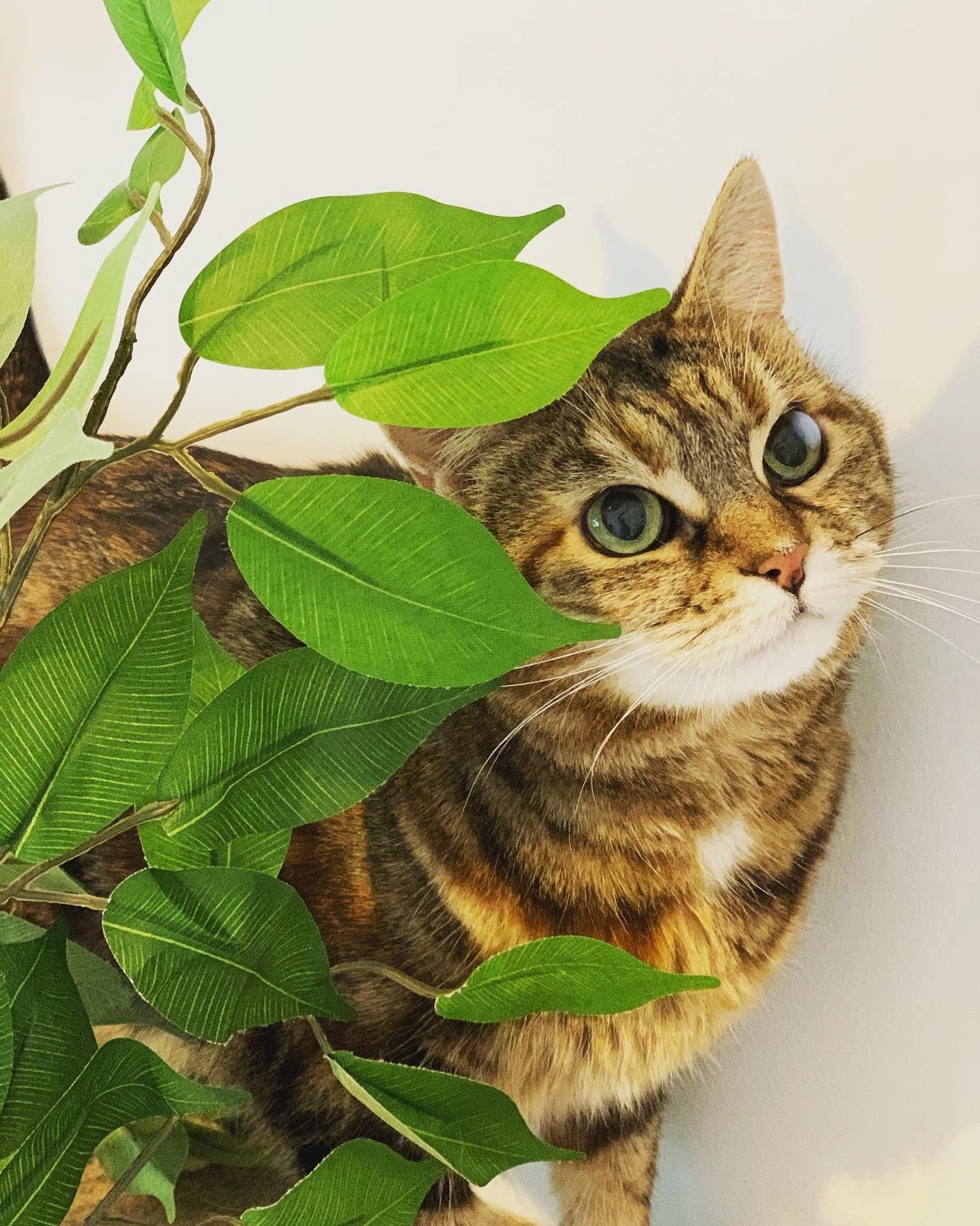 Microlactin for cats cheap
