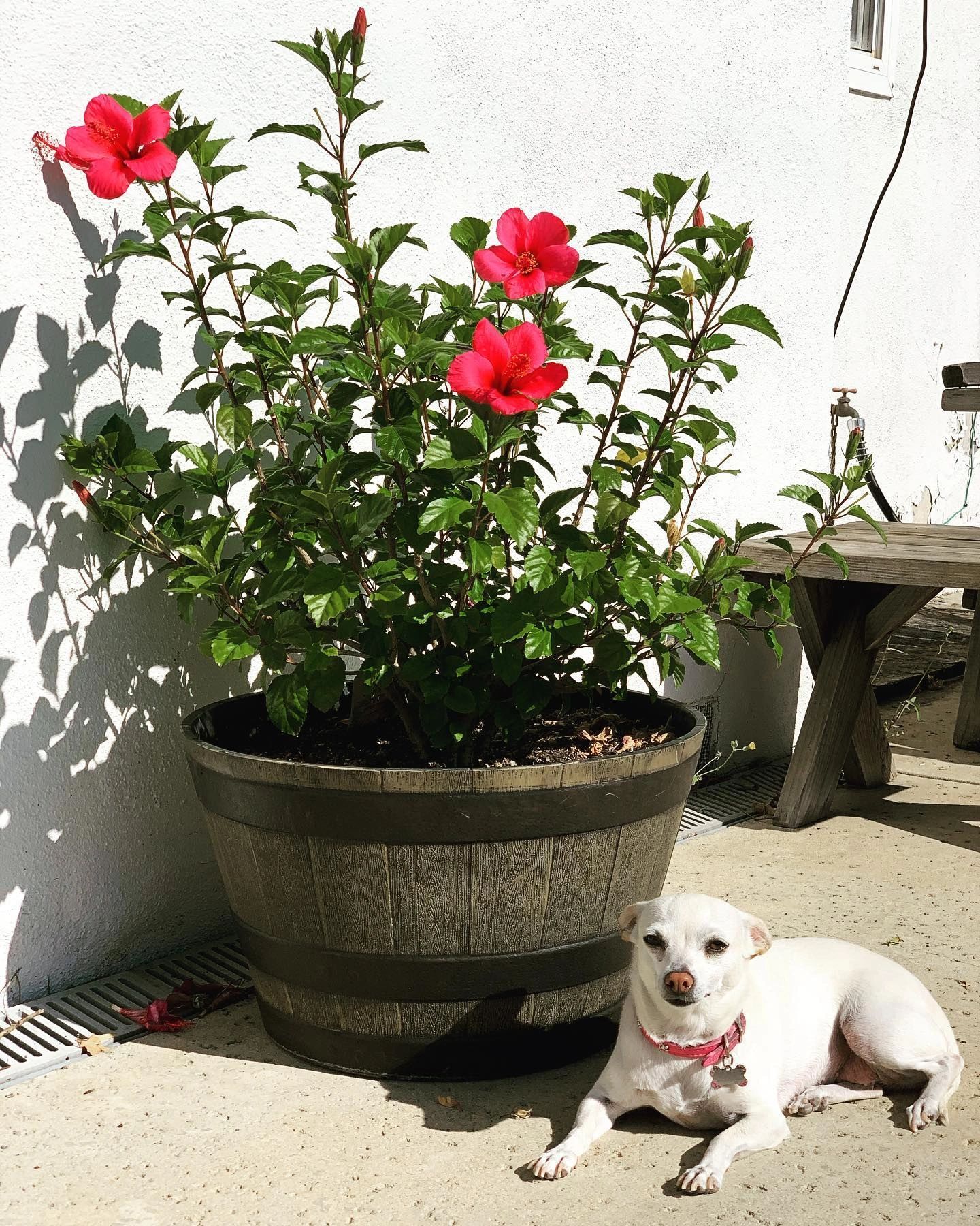 are roses poisonous to dogs and cats