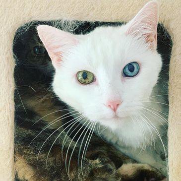 Two cats inside a hole in white and black