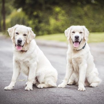 Two white fur dogs panting on the road