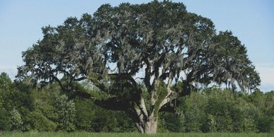 A large oak tree with sprawling branches in a grassy field.