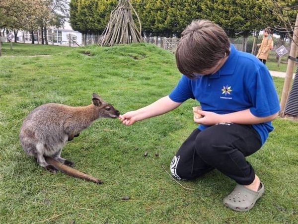 Boy feeding a kangaroo in a park.