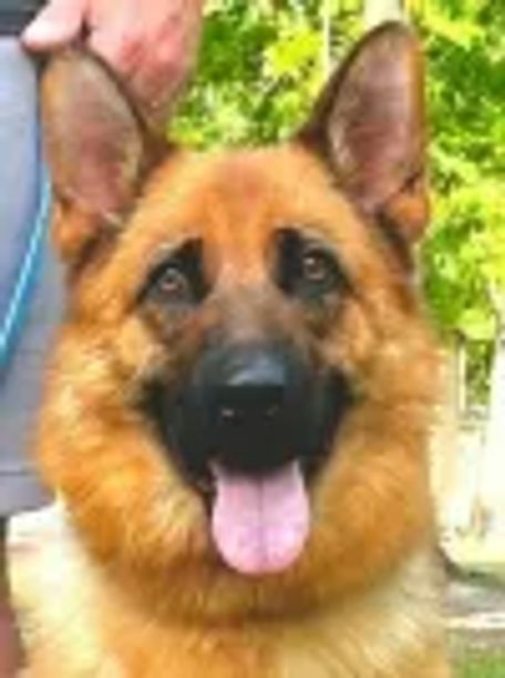 German Shepherd dog looking at the camera with tongue out.