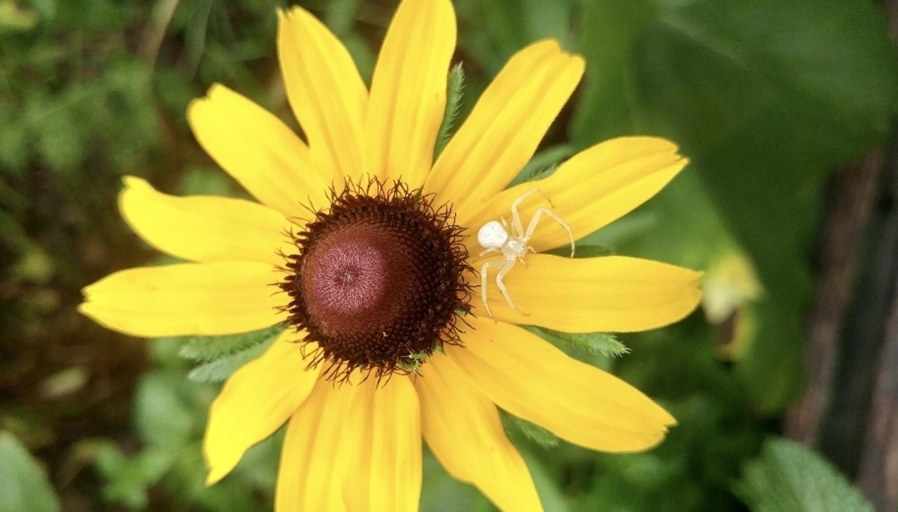 Black eyed susan with white spider on its yellow petals